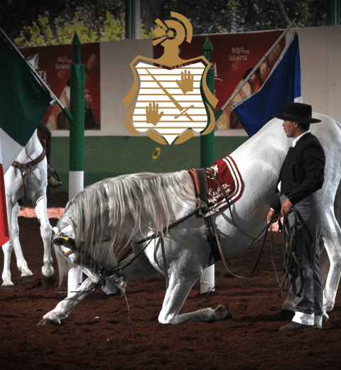 Caballos Domeq